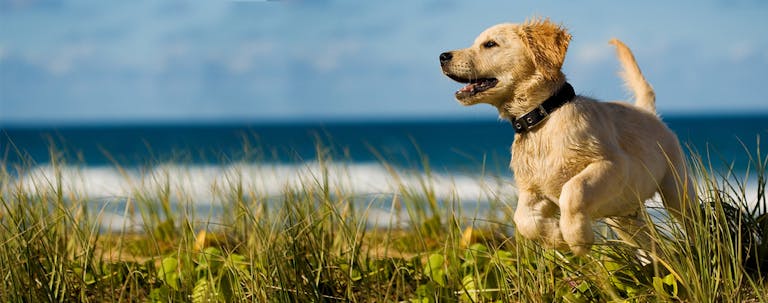 How to Train a Puppy Easy Tricks How to Train a Puppy Easy Tricks